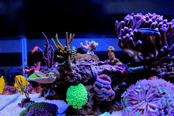 Front of Reef