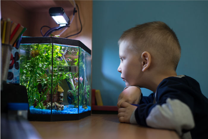 Boy staring at aquarium